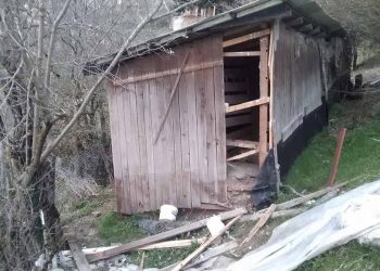 Πεινασμένη αρκούδα έκανε επιδρομή σε κοτέτσι