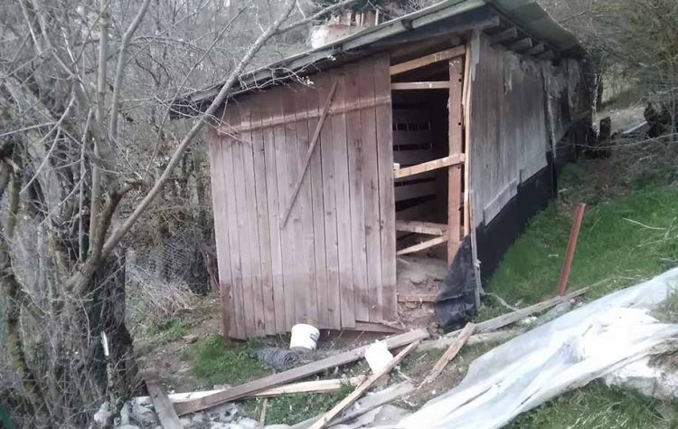 Πεινασμένη αρκούδα έκανε επιδρομή σε κοτέτσι