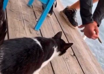 Ελλάς το μεγαλείο σου… που τελειωμό δεν έχει! Συνελήφθη άνδρας που κλώτσησε γάτα