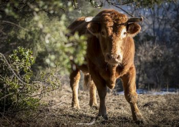 Ταύρος έστειλε πατέρα και γιο στο νοσοκομείο της Λάρισας