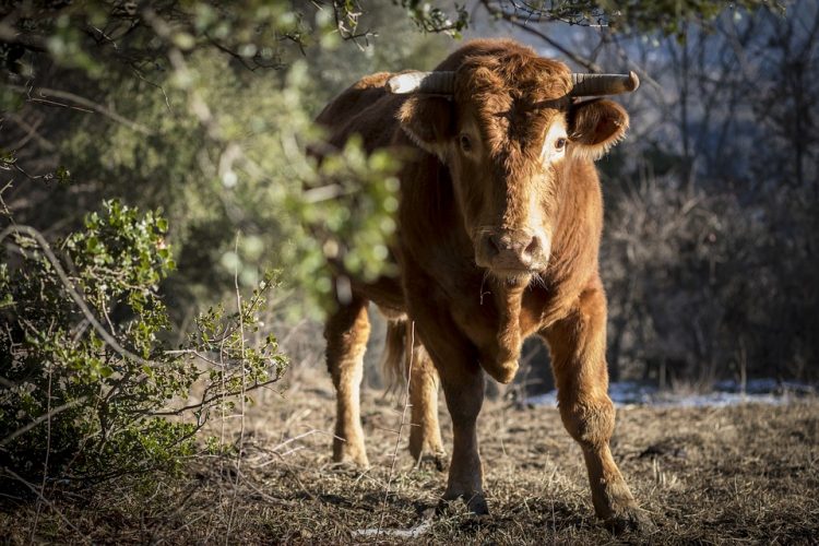 Ταύρος έστειλε πατέρα και γιο στο νοσοκομείο της Λάρισας