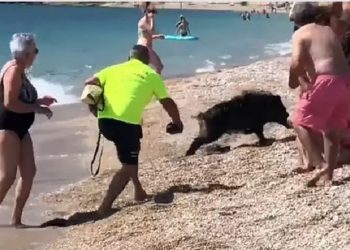 Αγριογούρουνο δάγκωσε γυναίκα που έκανε ηλιοθεραπεία (BINTEO)