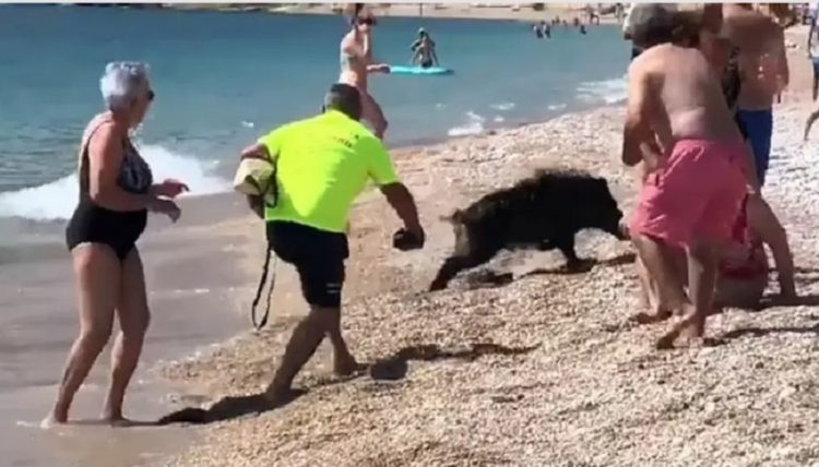 Αγριογούρουνο δάγκωσε γυναίκα που έκανε ηλιοθεραπεία (BINTEO)