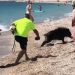 Αγριογούρουνο δάγκωσε γυναίκα που έκανε ηλιοθεραπεία (BINTEO)