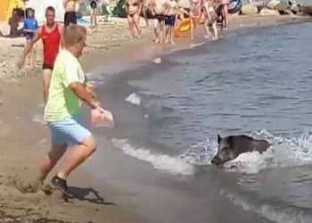 Aγριογούρουνα κολυμπούσαν δίπλα σε κολυμβητές