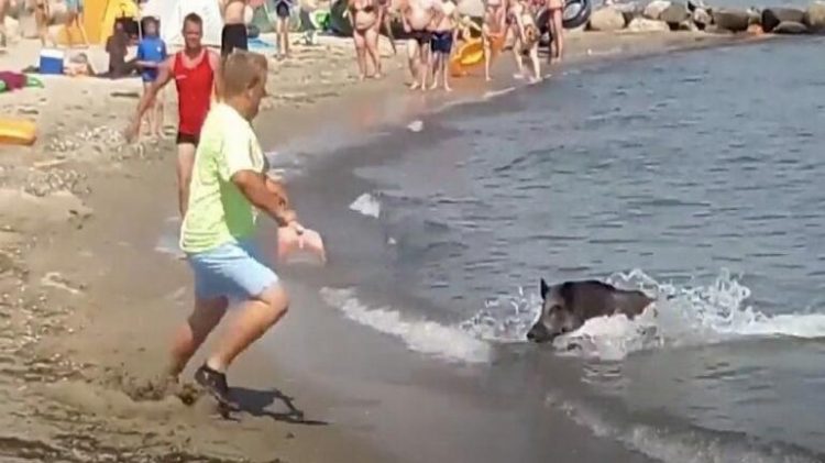 Aγριογούρουνα κολυμπούσαν δίπλα σε κολυμβητές