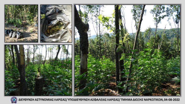 Εξάρθρωση εγκληματικής ομάδας που καλλιεργούσε 7 στρέμματα  χασισόδεντρα