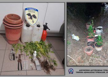 Δύο συλλήψεις για χασισόδεντρα στην Πύλη