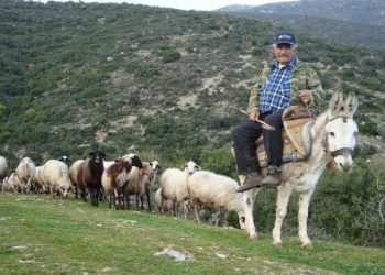 Αποζημιώσεις ύψους 1.107.748 ευρώ σε κτηνοτρόφους της Θεσσαλίας