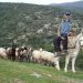 Αποζημιώσεις ύψους 1.107.748 ευρώ σε κτηνοτρόφους της Θεσσαλίας