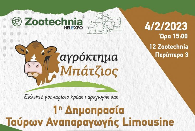 Πρωτοπόρο το Aγρόκτημα ΜΠΑΤΖΙΟΣ!  Για πρώτη φορά στα ελληνικά δεδομένα δημοπρασία ταύρων Limousine στη Zootechnia