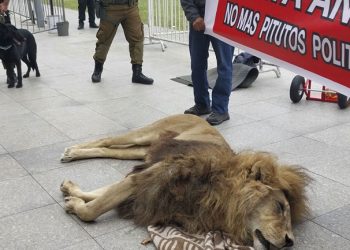 Διαμαρτυρία με νεκρό λιοντάρι έξω από το Προεδρικό Μέγαρο της Χιλής