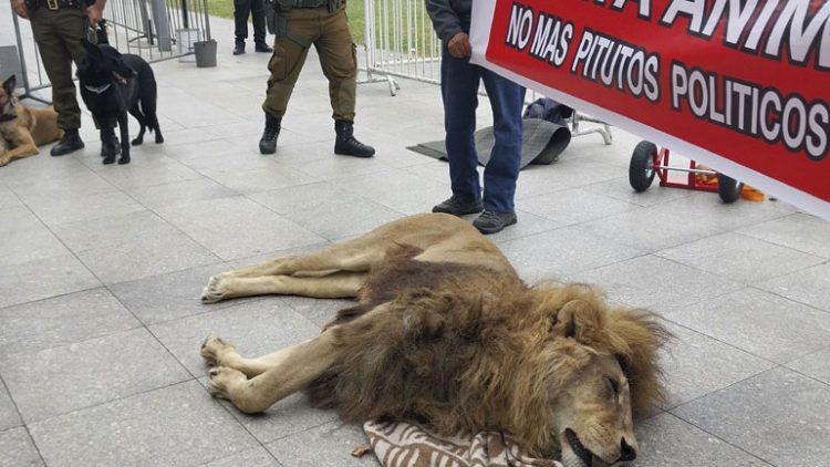 Διαμαρτυρία με νεκρό λιοντάρι έξω από το Προεδρικό Μέγαρο της Χιλής