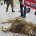 Διαμαρτυρία με νεκρό λιοντάρι έξω από το Προεδρικό Μέγαρο της Χιλής