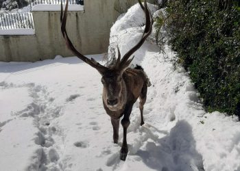 Τραυματισμένο ελάφι βρήκε καταφύγιο σε αυλή σπιτιού – Δείτε φωτογραφίες