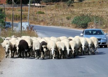 Προκαταρκτική για το ξύλο που έπεσε επειδή τα πρόβατα έκλεισαν τον δρόμο – Αιματηρό το επεισόδιο με την συμπλοκή 6 ατόμων