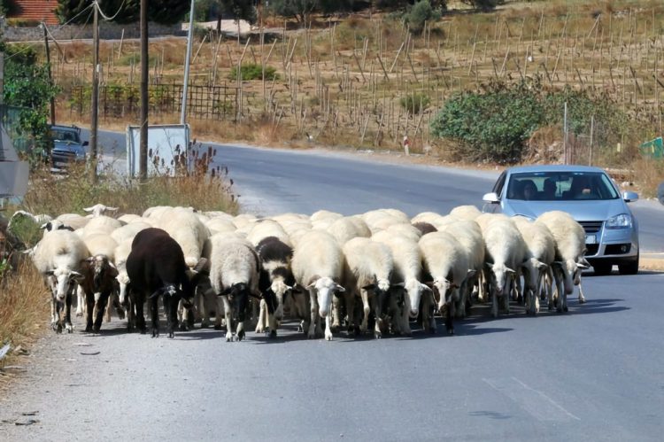 Προκαταρκτική για το ξύλο που έπεσε επειδή τα πρόβατα έκλεισαν τον δρόμο – Αιματηρό το επεισόδιο με την συμπλοκή 6 ατόμων