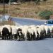 Προκαταρκτική για το ξύλο που έπεσε επειδή τα πρόβατα έκλεισαν τον δρόμο – Αιματηρό το επεισόδιο με την συμπλοκή 6 ατόμων
