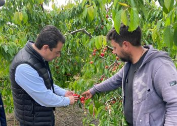 Στις πληγείσες από την καταιγίδα καλλιέργειες των χωριών του Δήμου Φαρκαδόνας ο Κώστας Σκρέκας
