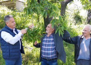Έμπρακτη στήριξη της Περιφέρειας Θεσσαλίας σε καστανοπαραγωγούς