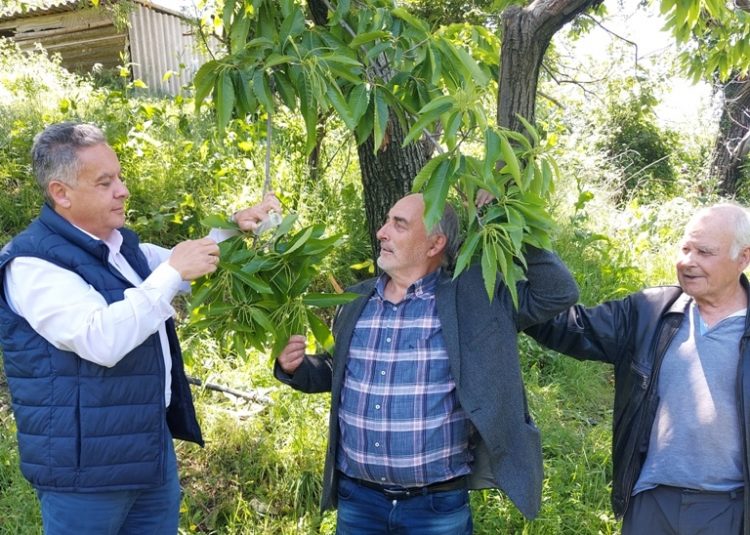 Έμπρακτη στήριξη της Περιφέρειας Θεσσαλίας σε καστανοπαραγωγούς
