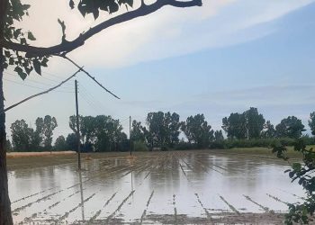 Η βροχή έπνιξε καλλιέργειες – Ποτάμια έγιναν τα χωράφια!