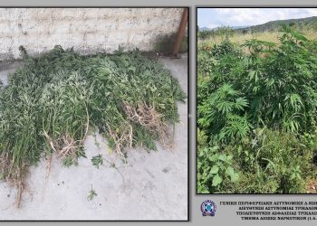 Εντοπίστηκαν 164 δενδρύλλια κάνναβης σε περιοχή του Δήμου Μετεώρων