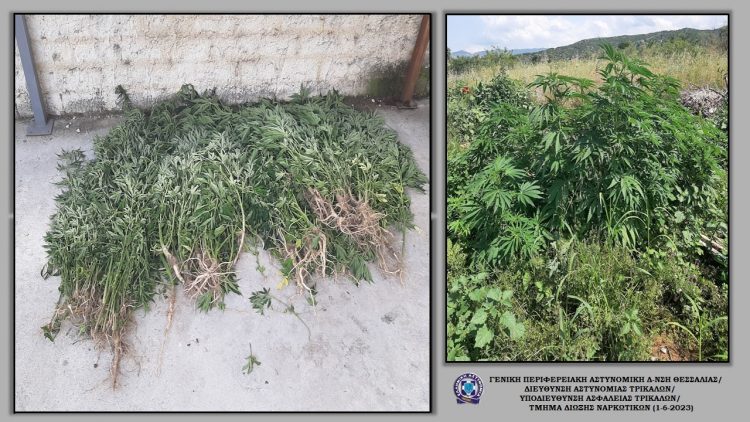 Εντοπίστηκαν 164 δενδρύλλια κάνναβης σε περιοχή του Δήμου Μετεώρων