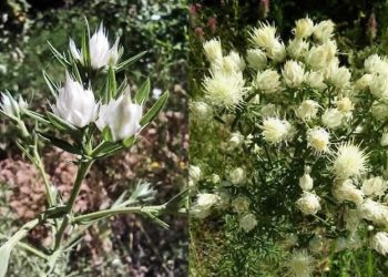 Μοναδικό Φυτό στον Κόσμο ανακαλύφθηκε κοντά στην Καρδίτσα