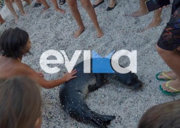Μωρό φώκια εμφανίστηκε σε παραλία και έπαιξε με τους λουόμενους