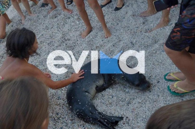 Μωρό φώκια εμφανίστηκε σε παραλία και έπαιξε με τους λουόμενους