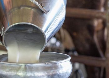 Που «κλείνουν» οι τιμές στο πρόβειο γάλα – Πρώτα θύματα οι κτηνοτρόφοι