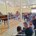 Με μεγάλη επιτυχία στέφθηκε η γιορτή Limousine – δημοπρασία ταύρων στην Φαρκαδόνα