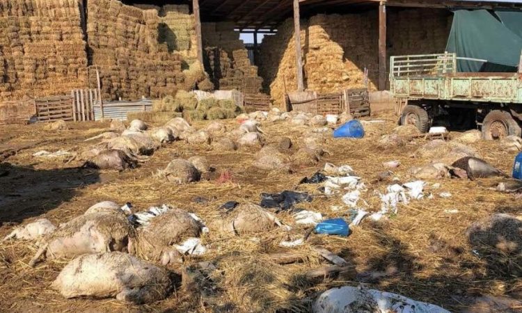 Τοποθέτηση Δημοτικής Αρχής Φαρκαδόνας για το θέμα των νεκρών  ζώων  από την κακοκαιρία Daniel