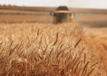 ΧΑΛΒΑΤΖΑΣ Ζωοτροφές Οιχαλίας: Παραλαβές σιτηρών!