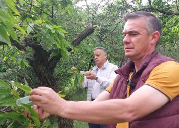 Προστασία της καστανοκαλλιέργειας από την Περιφέρεια Θεσσαλίας
