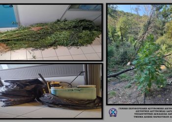 Εντοπίστηκαν 113 δενδρύλλια κάνναβης μέσα σε ρέμα στην Ελασσόνα