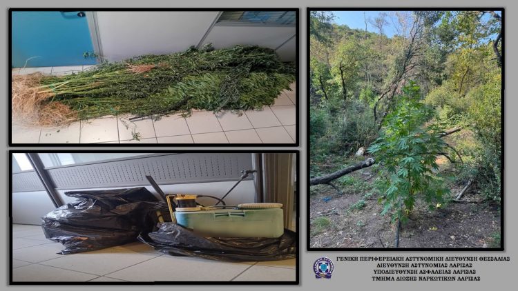 Εντοπίστηκαν 113 δενδρύλλια κάνναβης μέσα σε ρέμα στην Ελασσόνα
