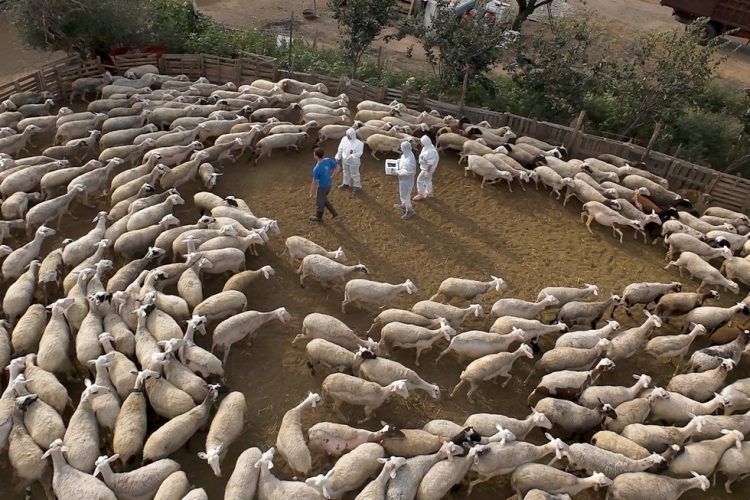 Απονομή τιμητικών πλακετών στους κτηνιάτρους για την προσφορά τους στη μάχη κατά της πανώλης των μηρυκαστικών