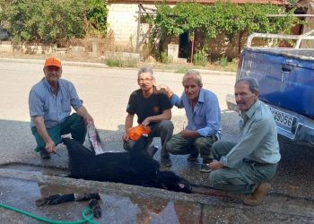 Οι γουρουνοκυνηγοί βρίσκονται και πάλι στις επάλξεις…