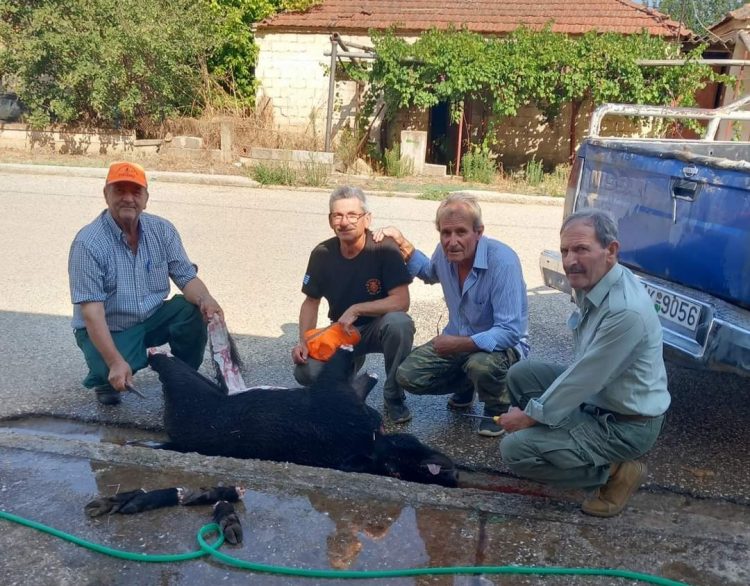 Οι γουρουνοκυνηγοί βρίσκονται και πάλι στις επάλξεις…