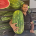 Καρπούζι-γίγας 28 κιλά έβγαλε αγρότης στο χωράφι του