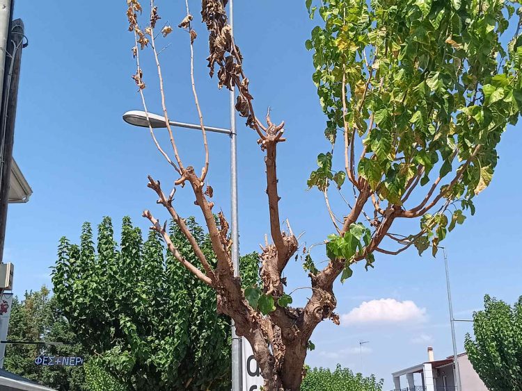 Αμεσα μέτρα για το «σκαθάρι της μουριάς»