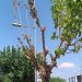 Αμεσα μέτρα για το «σκαθάρι της μουριάς»