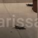 Βρέθηκε σε μπαλκόνι σπιτιού στη Λάρισα ένας λιθόκερος, σπάνιο έντομο που μοιάζει με κατσαρίδα – Δείτε βίντεο