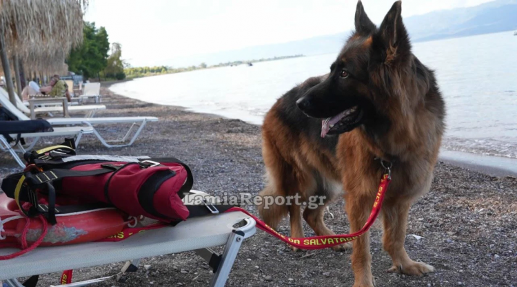 Σκύλος – ναυαγοσώστης έσωσε λουόμενο από πνιγμό στα Καμένα Βούρλα (βίντεο)
