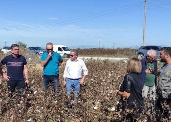 Αυτοψία Αντιπεριφερειάρχη Δημ. Τσέτσιλα σε βαμβακοκαλλιέργειες με χαμηλή παραγωγή