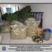 Αστυνομικοί των Τρικάλων εντόπισαν 105 κιλά κάνναβη και 208 δενδρύλλια κάνναβης σε Θεσσαλονίκη και Χαλκιδική – Τέσσερις συλλήψεις