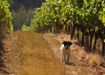 Σαν το σκυλί στ’ αμπέλι…. Πώς βγήκε αυτή η φράση;;;