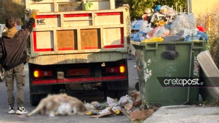 Υγειονομική βόμβα από ασυνείδητους – Πέταξαν ψόφιο πρόβατο σε κάδο απορριμμάτων